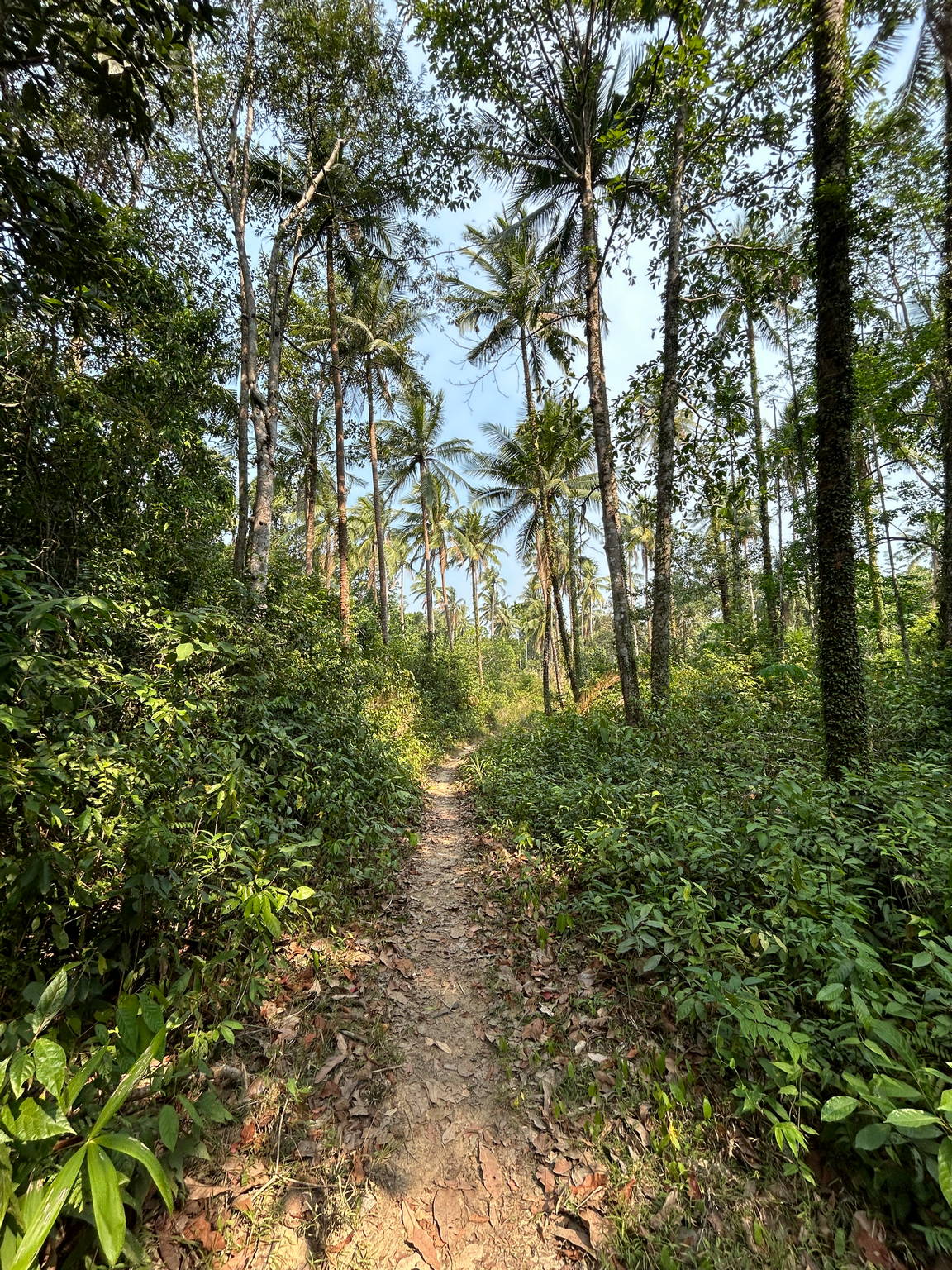 Koh Chang South Hike