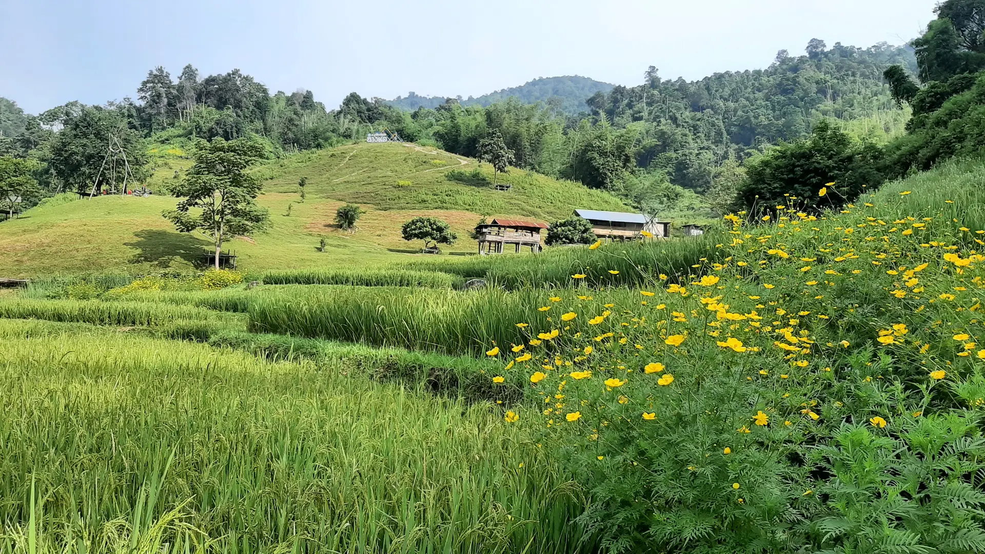 Ban Li Khai Rice Terraces Hike: 18km Loop Through Northern Thailand's Highlands