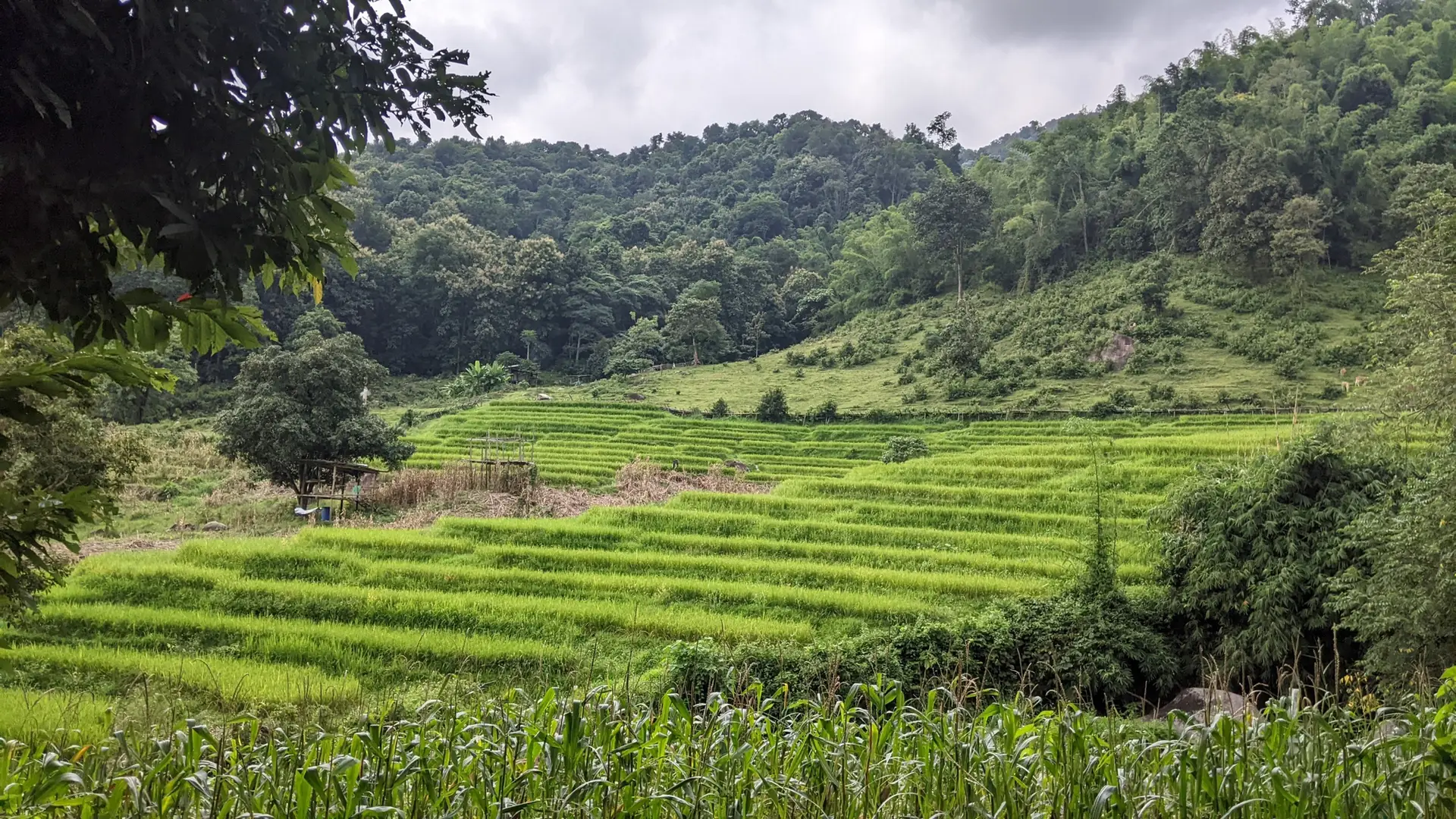 Ban Li Khai Rice Terraces Hike: 18km Loop Through Northern Thailand's Highlands