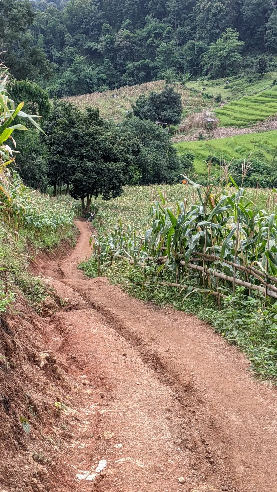 Ban Li Khai Rice Terraces Hike: 18km Loop Through Northern Thailand's Highlands