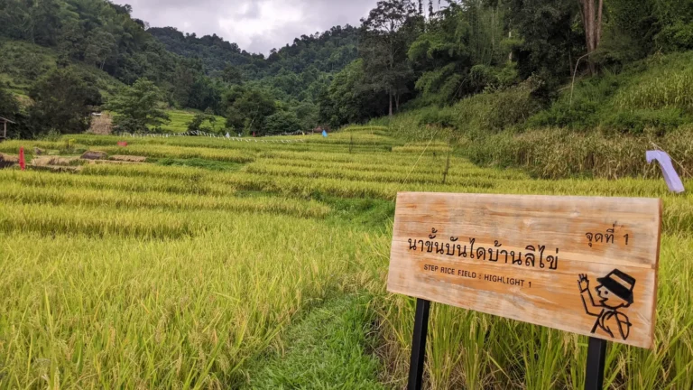 Ban Li Khai Rice Terraces Hike: 18km Loop Through Northern Thailand's Highlands