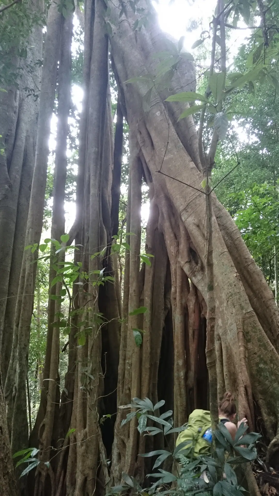 Monk s Trail Loop 10.6km Sacred Hike Through Chiang Mai s Mountains